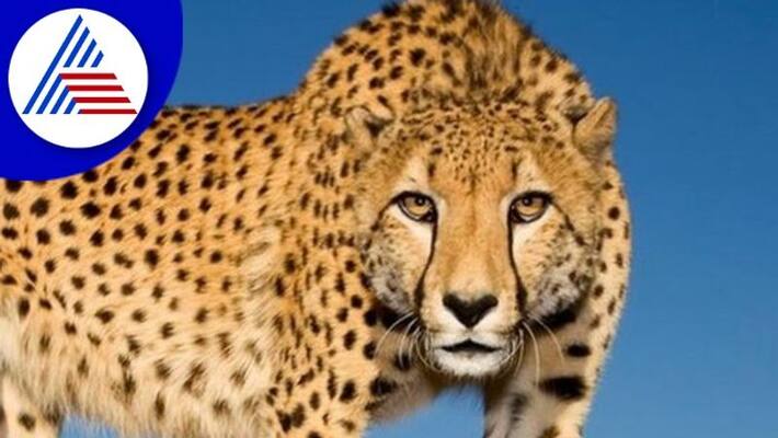 Cheetah came back after 7yrs Why they coming again rav Cheetah came back after 7yrs Why they coming again rav
