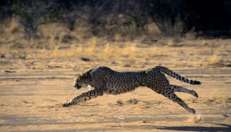 Cheetahs return to India: From speed, stamina, body structure, hunting skills and more - facts one must know snt