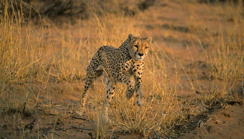 Cheetah : Quicker than most autos, but with limited endurance, unable to adequately guard its prey.