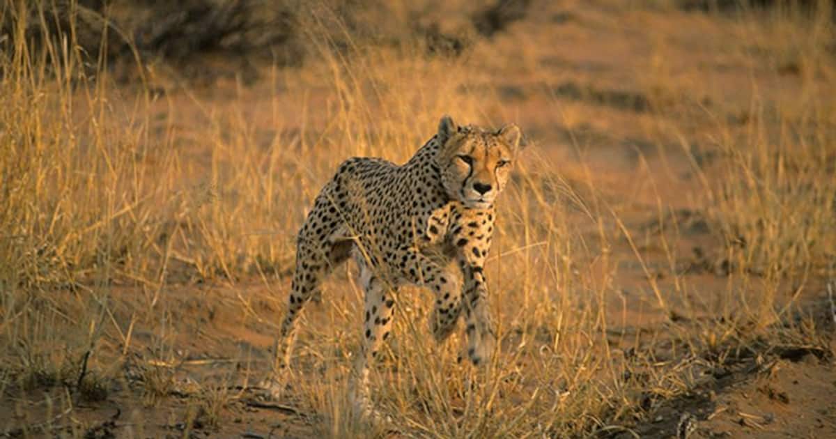 Cheetahs return to India: From speed, stamina, body structure, hunting