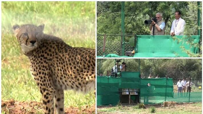 Cheetah : Quicker than most autos, but with limited endurance, unable to adequately guard its prey. Cheetah : Quicker than most autos, but with limited endurance, unable to adequately guard its prey.