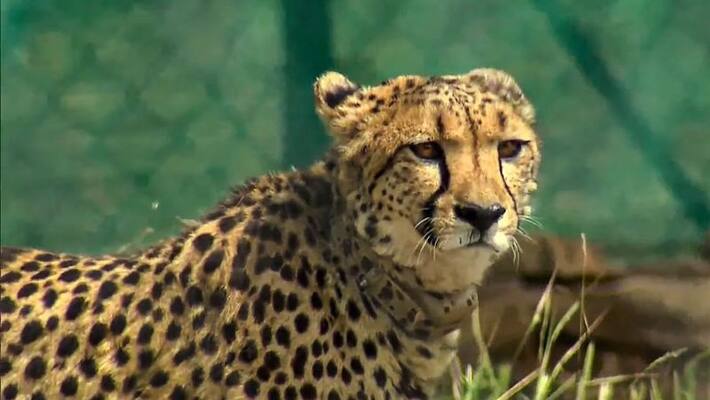 Why was Kuno Palpur National Park chosen for African Cheetahs ANBISD Why was Kuno Palpur National Park chosen for African Cheetahs ANBISD