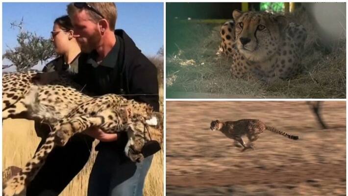 visuals of catching cheetahs from namibia is out visuals of catching cheetahs from namibia is out