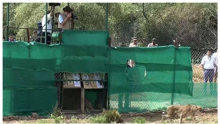 Prime Minister Narendra Modi says that bringing cheetahs to Indian soil is a historic moment Prime Minister Narendra Modi says that bringing cheetahs to Indian soil is a historic moment