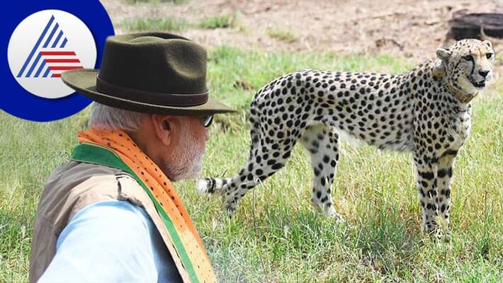 There will be 500 cheetahs in the country South Africa and Namibia will send 8 to 12 big cats every year san There will be 500 cheetahs in the country South Africa and Namibia will send 8 to 12 big cats every year san