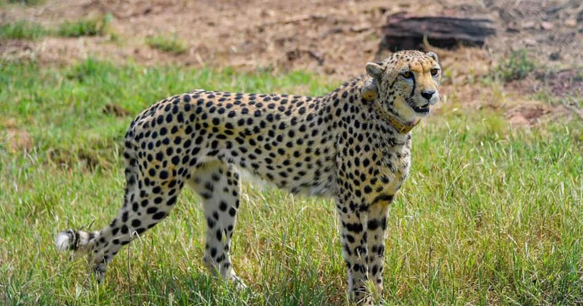 Ridiculous claim by Maharashtra Congress chief; blames Nigerian cheetahs for lumpy virus