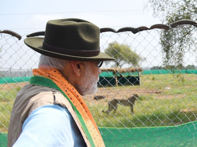 Eight cheetahs landed in India from Namibia, Narendra Modi release them in madhya pradesh jungle ANBISD