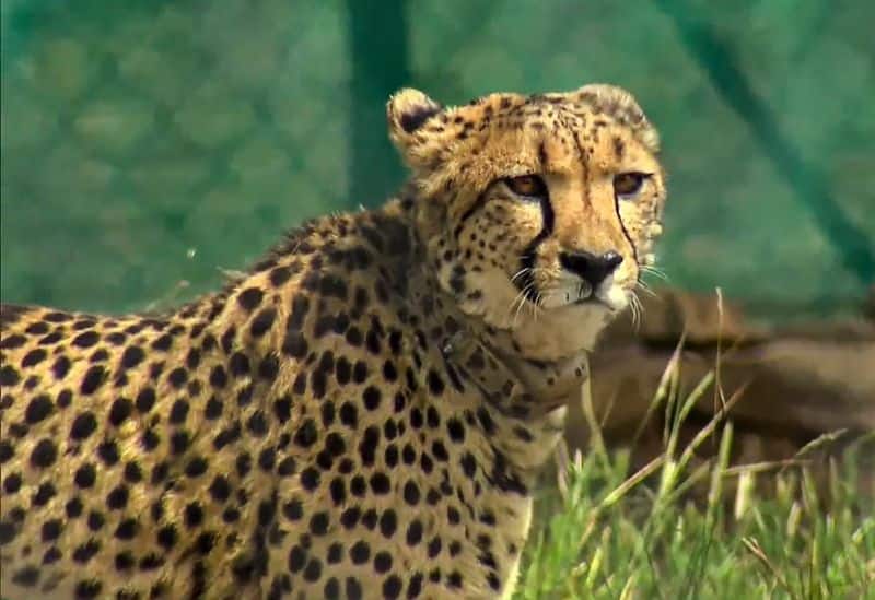 Cheetahs 1st moments on Indian soil: From entry to 360-degree scan of new environment - heres what happened snt