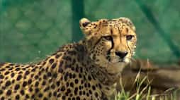 Cheetahs in Indian 