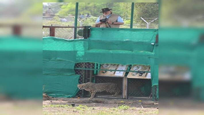 Eight cheetahs landed in India from Namibia, Narendra Modi release them in madhya pradesh jungle ANBISD Eight cheetahs landed in India from Namibia, Narendra Modi release them in madhya pradesh jungle ANBISD