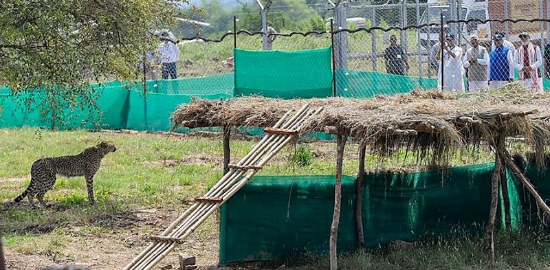 pm modi photo8 કુનો નેશનલ પાર્કમાં ચિત્તાએ પીએમ મોદી સામે મળાવી આંખ, લાગ્યું કે જાણે પૂછી રહ્યો છે કે- આ અમને ક્યાં લઇ આવ્યા?