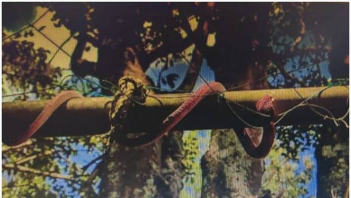 monkeys became a nuisance at the police station idukki monkeys became a nuisance at the police station idukki
