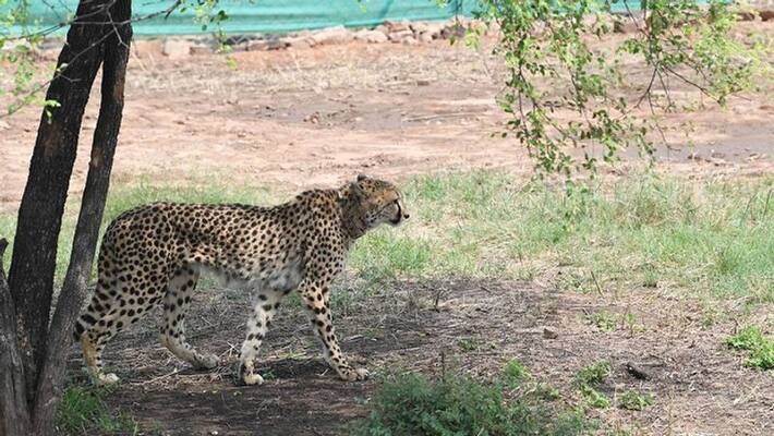cheetah can make speed of 120 within a second know some interesting facts mda cheetah can make speed of 120 within a second know some interesting facts mda