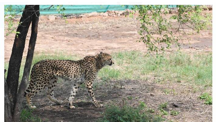 PM Modi tweets as two cheetahs shift to bigger enclosure at Kuno National Park PM Modi tweets as two cheetahs shift to bigger enclosure at Kuno National Park