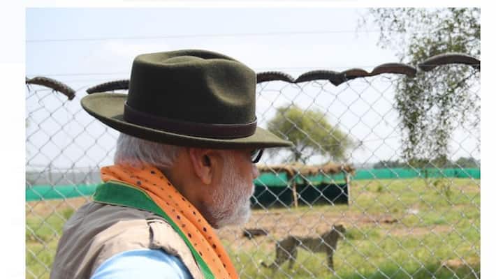 Cheetahs return to India after 70 years, Speed stamina body structure hunting skills, know all about Cheetah Cheetahs return to India after 70 years, Speed stamina body structure hunting skills, know all about Cheetah