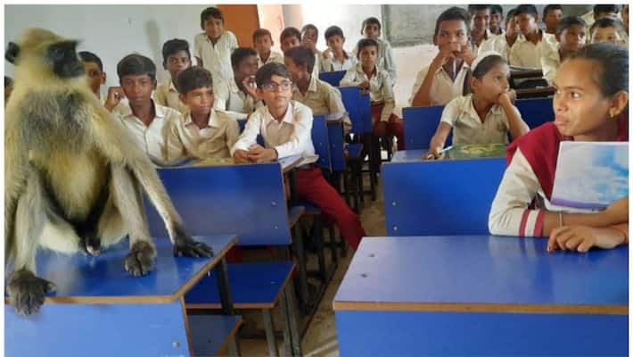 monkey attending class in jharkhands govt school in a viral video monkey attending class in jharkhands govt school in a viral video