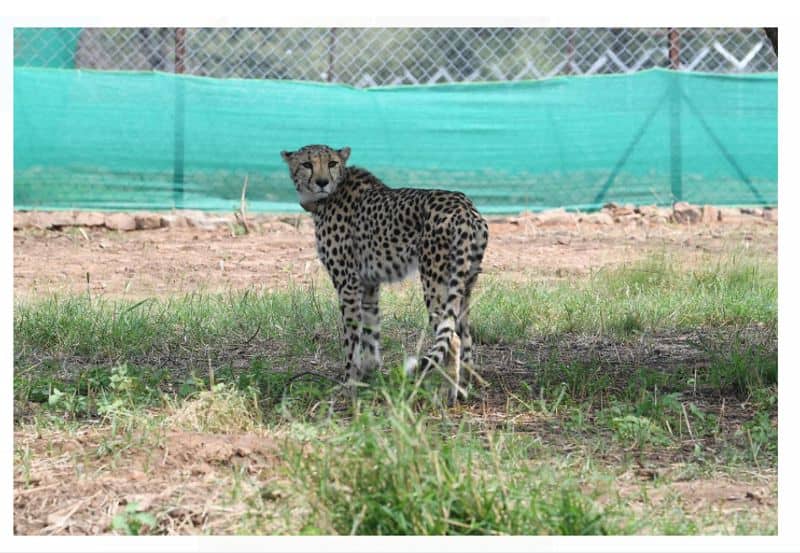 Cheetahs return to India after 70 years, Speed stamina body structure hunting skills, know all about Cheetah