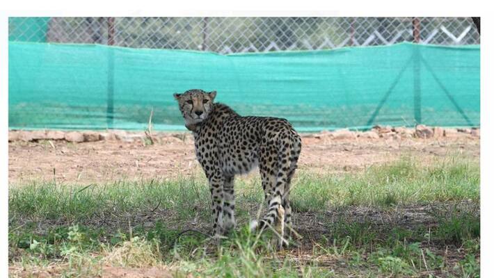 Cheetah Asha May be Pregnant Who Came to India from Namibia grg Cheetah Asha May be Pregnant Who Came to India from Namibia grg