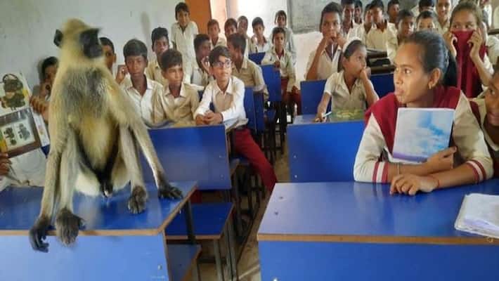 monkey spotted attending classes with students at government school in Hazaribagh district in Jharkhand apa monkey spotted attending classes with students at government school in Hazaribagh district in Jharkhand apa