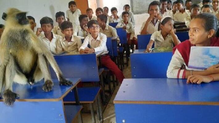 viral video shows monkey attending classes with students at jharkhand government school ash viral video shows monkey attending classes with students at jharkhand government school ash
