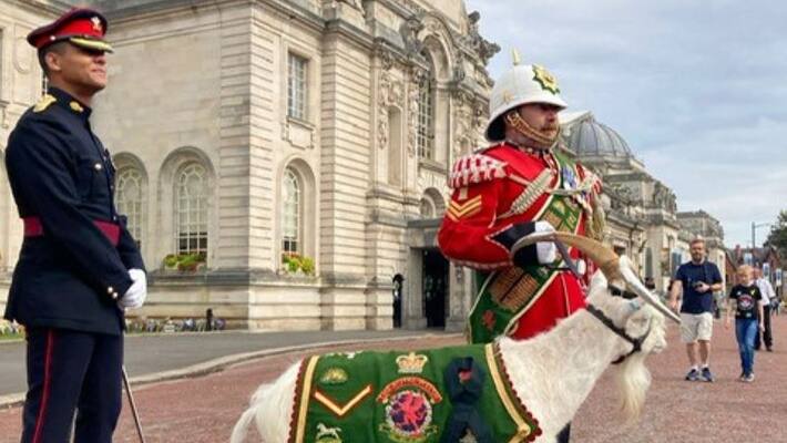 Shenkin goat spotted in King Charles proclamation, Salary and luxury is life royals, DVG Shenkin goat spotted in King Charles proclamation, Salary and luxury is life royals, DVG