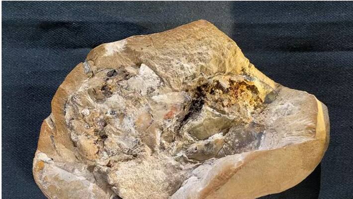 worlds oldest heart found in Australian reef worlds oldest heart found in Australian reef