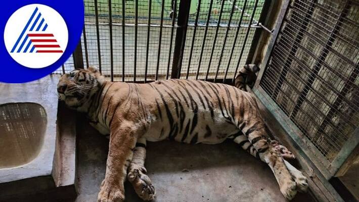 Serial death of tigers in Bannerghatta Biological Park gow Serial death of tigers in Bannerghatta Biological Park gow