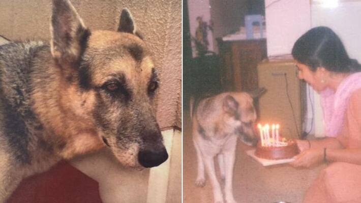 writer laksmi rajeev shares heart touching note about her pet dog jack writer laksmi rajeev shares heart touching note about her pet dog jack