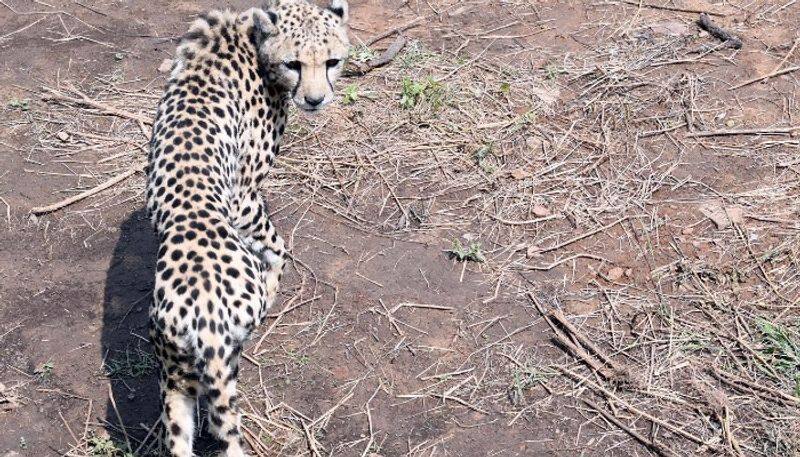 analysis on Cheetah reintroduction in India by Vandana PR