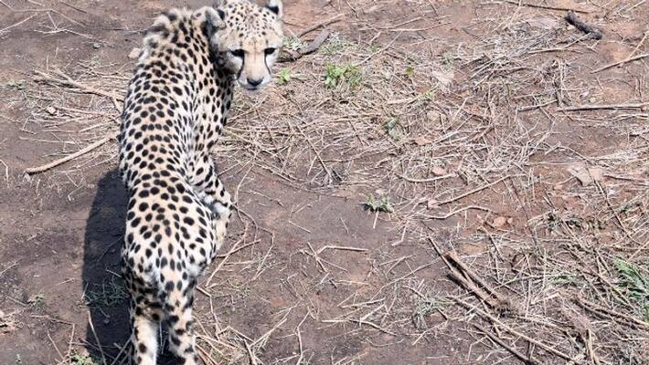 India Awaits Arrival of 2nd Team of 12 Cheetahs from Africa akb India Awaits Arrival of 2nd Team of 12 Cheetahs from Africa akb
