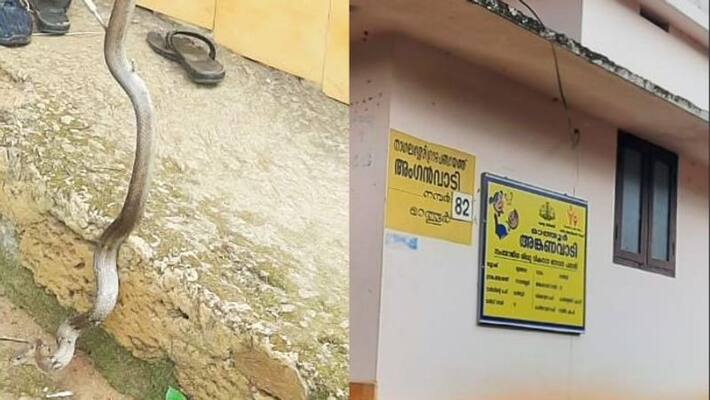 snake in palakkad anganwadi snake catcher caught snake snake in palakkad anganwadi snake catcher caught snake