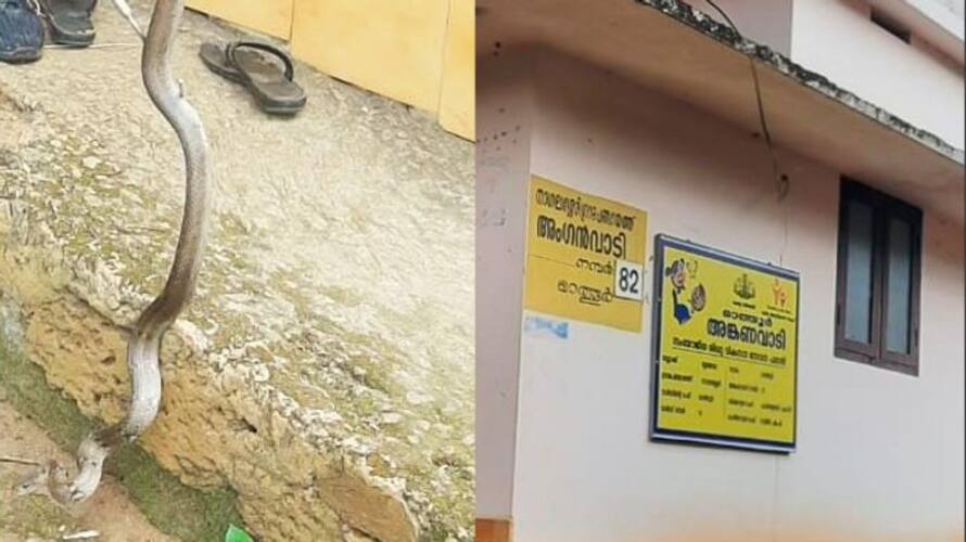 അങ്കണവാടിയിൽ പാമ്പ്, അതിഥിയെ കണ്ട് എന്ത് ചെയ്യുമെന്നറിയാതെ ടീച്ചറും