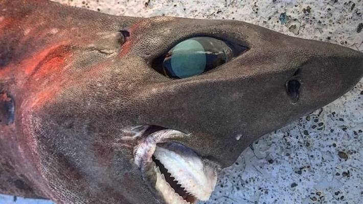 fisherman shared picture of an odd looking shark has shocked netizens apa fisherman shared picture of an odd looking shark has shocked netizens apa