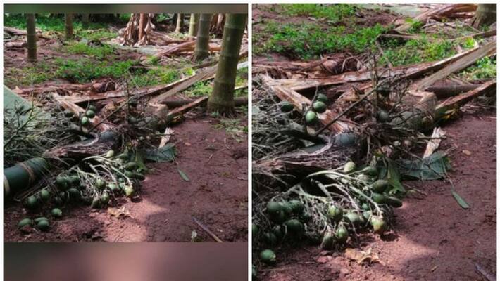 Wild elephant enters Thrissur Mulloorkara, destroys crops extensively Wild elephant enters Thrissur Mulloorkara, destroys crops extensively