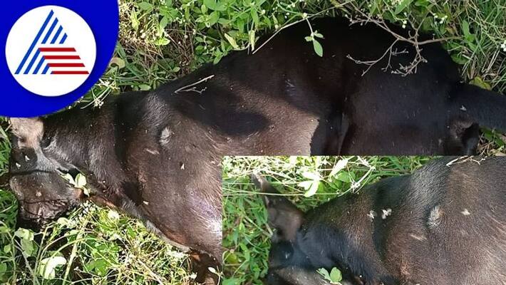 Krishnappa shot and killed a dog when it barked at him rav Krishnappa shot and killed a dog when it barked at him rav