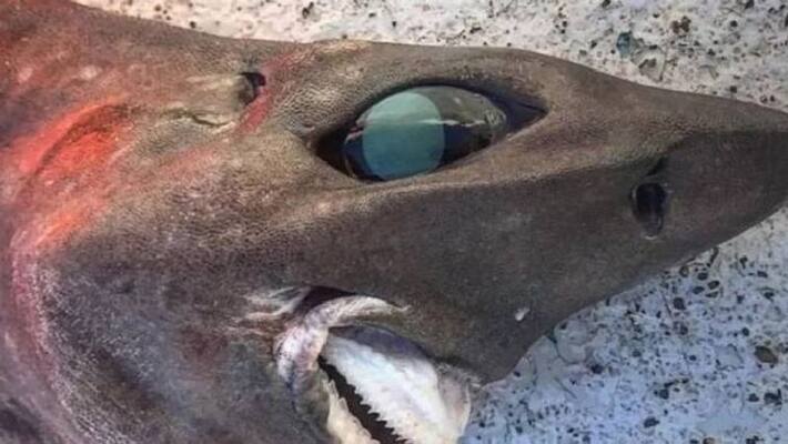 Bizarre shark found Bizarre shark found