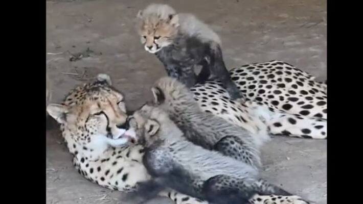 Viral and adorable video of a mother cheetah with her tiny cubs apa Viral and adorable video of a mother cheetah with her tiny cubs apa