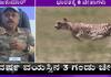 Why African cheetah landing in India getting more important, what wildlife experts says akb