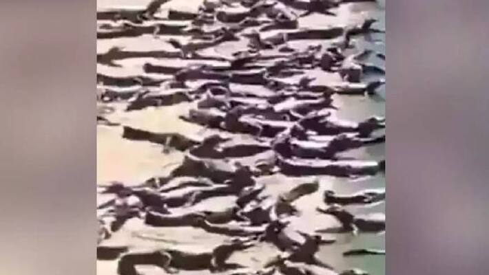 hundreds of crocodiles on Brazilian beach hundreds of crocodiles on Brazilian beach
