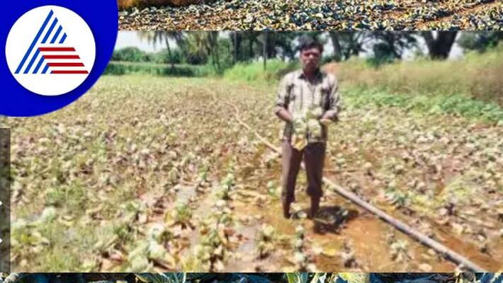 Cabbage rotted due to rain gadag farmers crying rav Cabbage rotted due to rain gadag farmers crying rav
