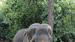 forest elephant killed in coimbatore while try to cross railway track when train hits it vel