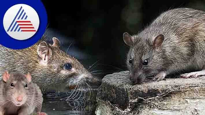 Natural remedies to get rid of rats inside home Natural remedies to get rid of rats inside home