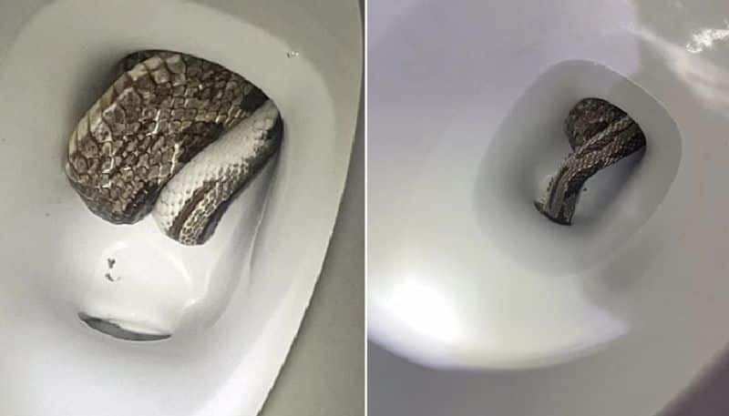 snake spotted inside toilet things to care on this problem 