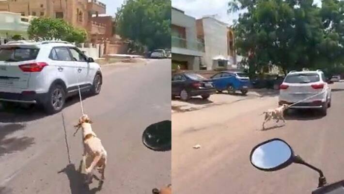 Surgeon booked for tying stray dog to car, dragging it along road in Jodhpur Surgeon booked for tying stray dog to car, dragging it along road in Jodhpur