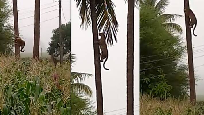 two leopard climbing coconut tree in Maharashtra, video goes viral akb two leopard climbing coconut tree in Maharashtra, video goes viral akb