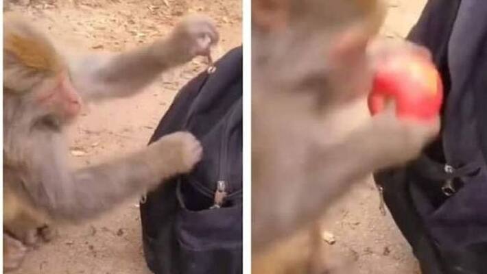 monkey open bag and steals apple monkey open bag and steals apple