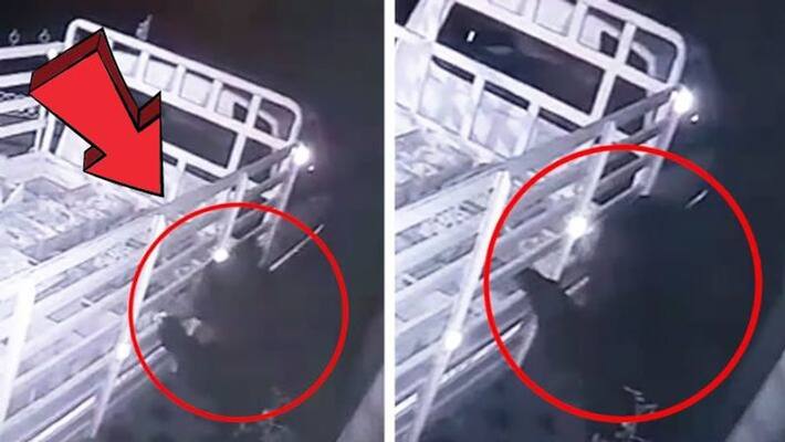 Videos of a bear drinking milk and curd are going viral Videos of a bear drinking milk and curd are going viral