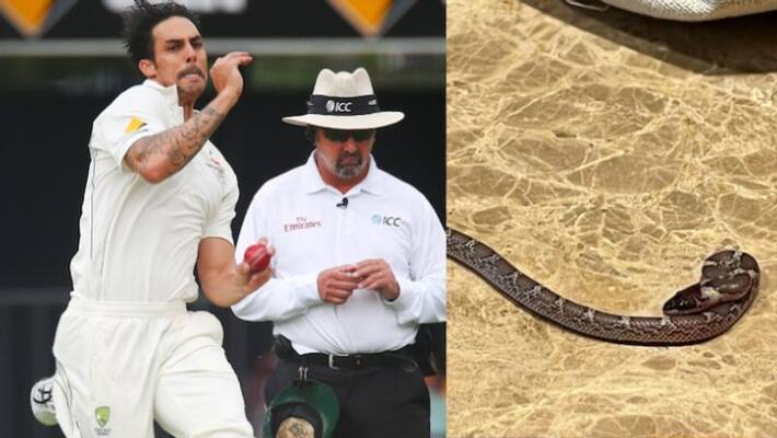 Legends League Cricket Snake Enters Mitchell Johnson Hotel Room In Lucknow kvn Legends League Cricket Snake Enters Mitchell Johnson Hotel Room In Lucknow kvn
