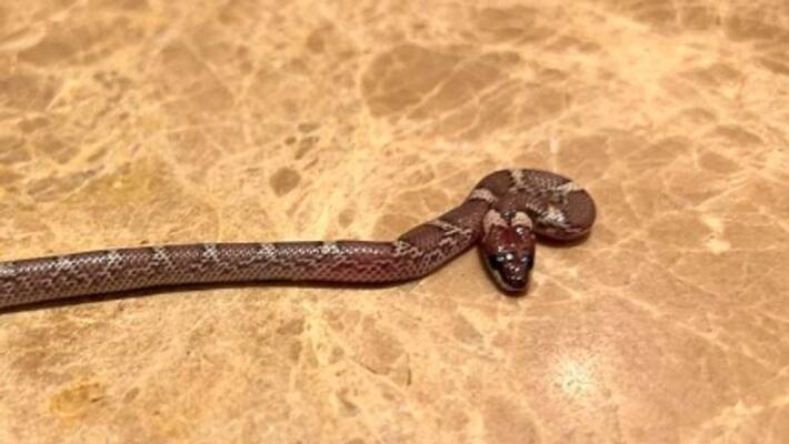 Legends League Cricket 2022 A snake found from former Australian pacer Mitchell Johnson hotel room spb Legends League Cricket 2022 A snake found from former Australian pacer Mitchell Johnson hotel room spb