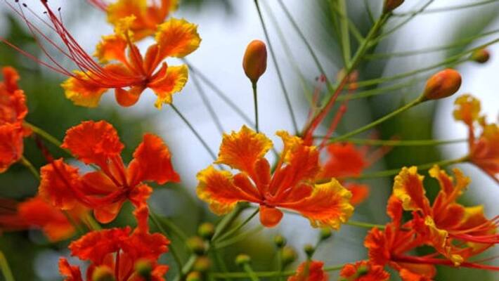 peacock crest Plant has special importance in Vastu Shastra bpsb peacock crest Plant has special importance in Vastu Shastra bpsb